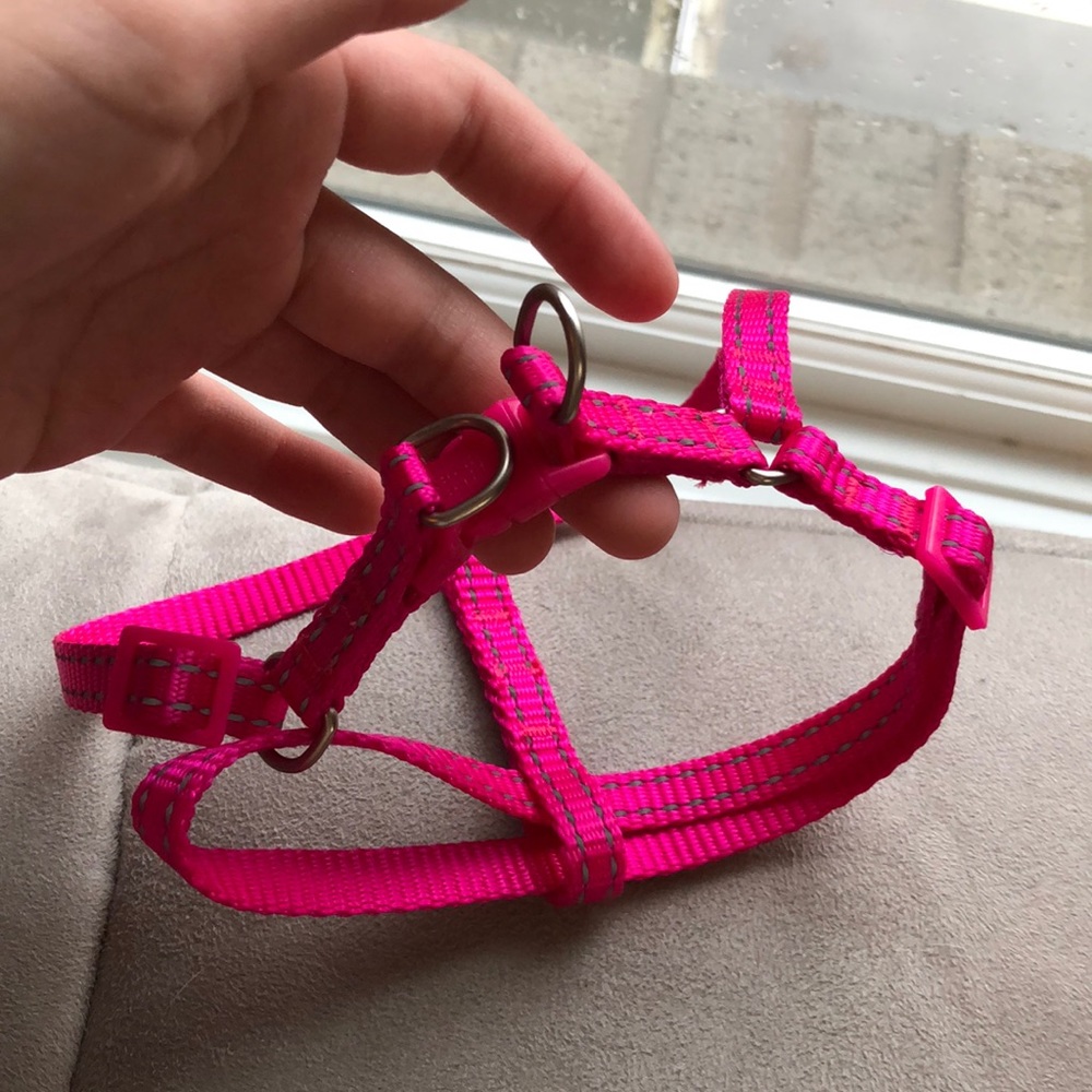 small dog harness and leash